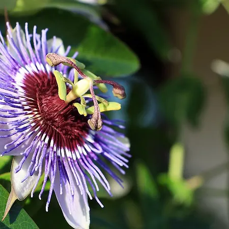 Casa Paz Do Outeiro Paredes de Coura