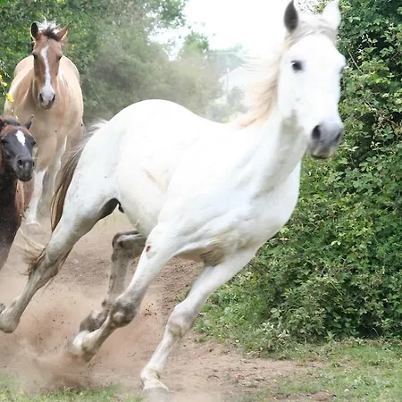 Casa Paz Do Outeiro Paredes de Coura