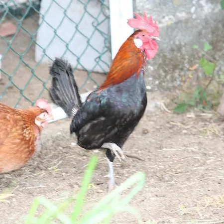 Panzió Casa Paz Do Outeiro