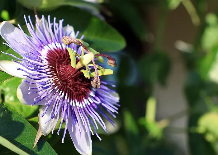 Casa Paz Do Outeiro Paredes de Coura