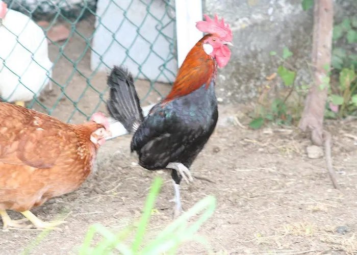 Frühstückspension Casa Paz Do Outeiro